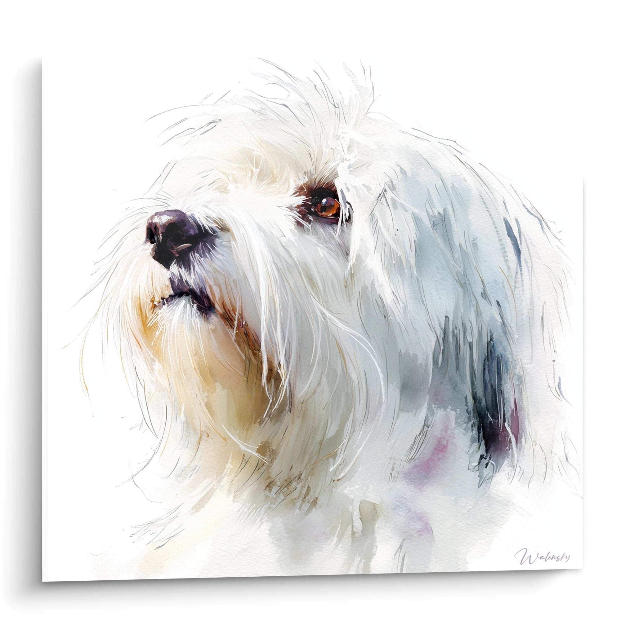 Portrait aquarelle Coton de Tuléar blanc aux yeux dorés sur fond épuré