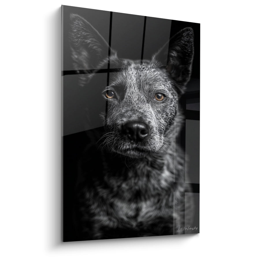 Tableau Portrait Chien aux Yeux Ambrés en Noir et Blanc - Regard Intense - Edition Australian Cattle Dog