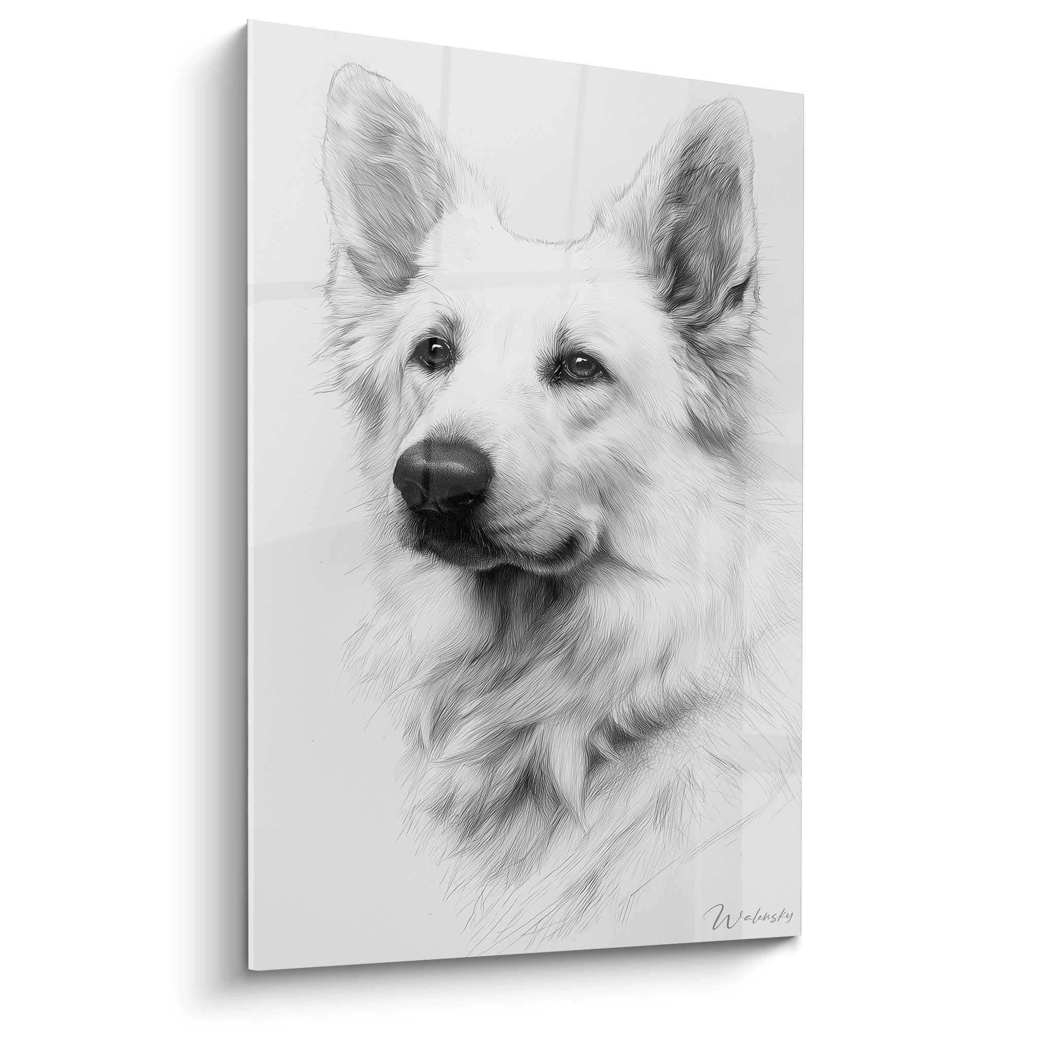 Portrait dessin crayon Berger Blanc Suisse regard expressif fond blanc tableau mural décoratif
