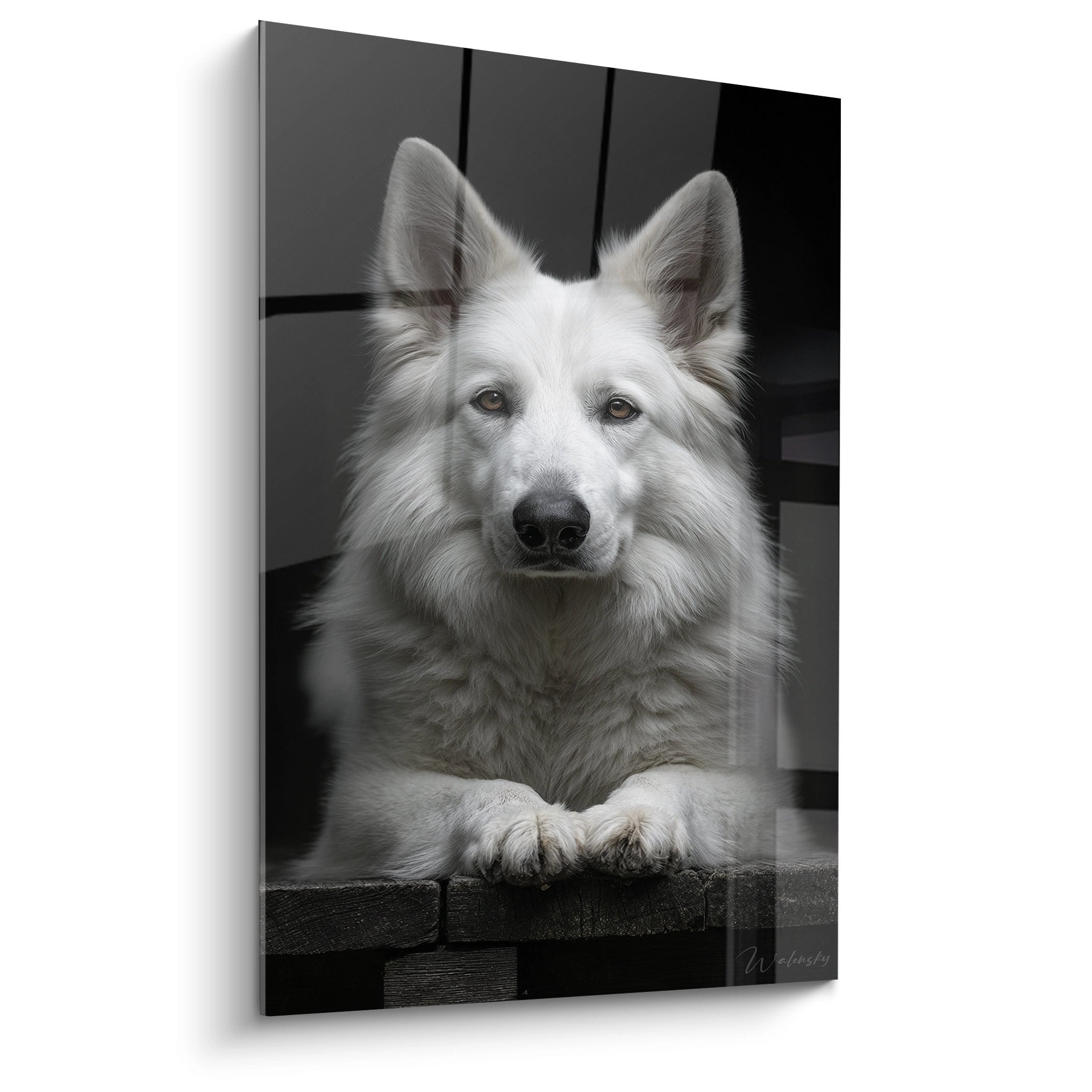 Portrait noir et blanc berger blanc suisse regard intense pattes croisees tableau mural