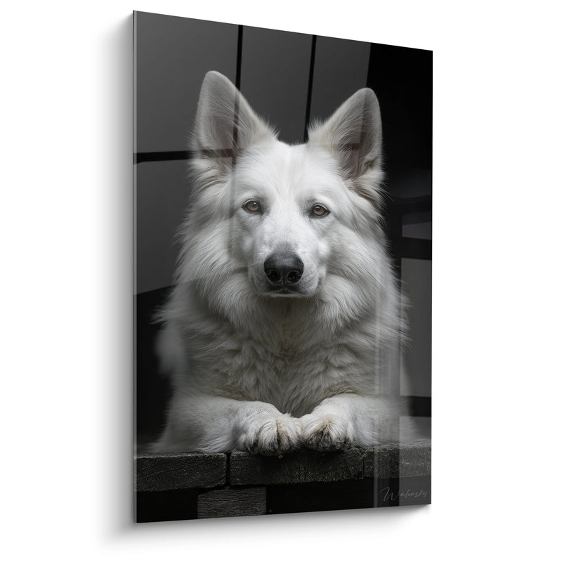 Tableau Berger Blanc Suisse Portrait Noir et Blanc - Regard Intense - Edition Berger Blanc Suisse