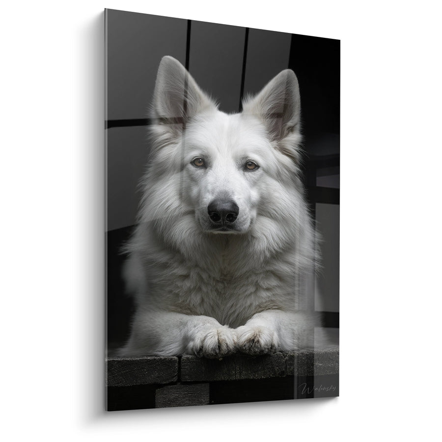 Tableau Berger Blanc Suisse Portrait Noir et Blanc - Regard Intense - Edition Berger Blanc Suisse