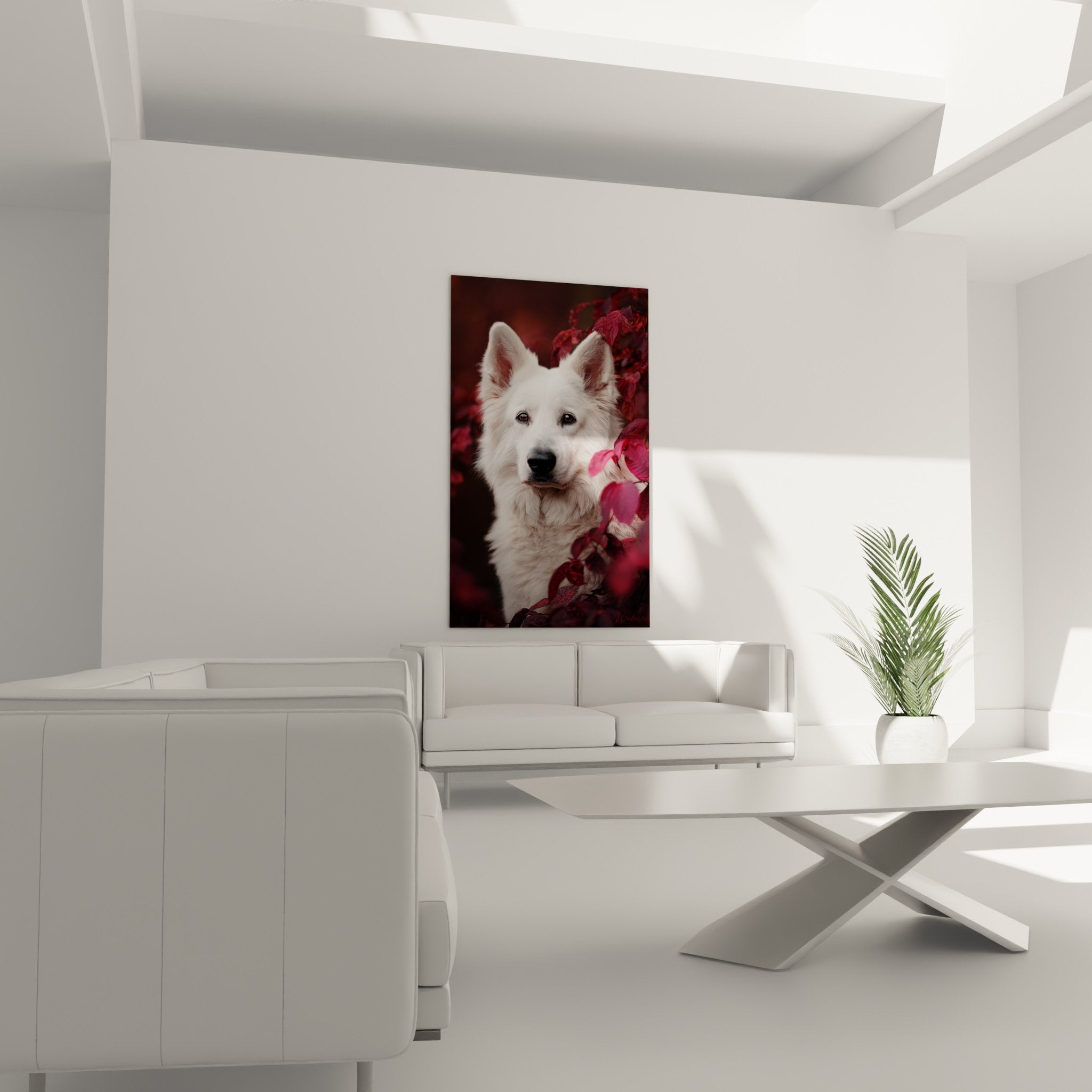 Gros plan Berger Blanc Suisse regard expressif yeux dorés pelage immaculé détail artistique