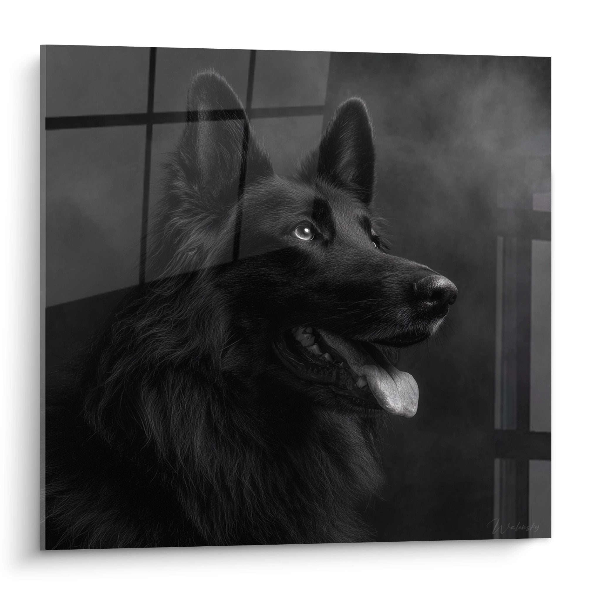 Portrait noir et blanc d'un Berger Hollandais au regard perçant, langue sortie, avec grilles en arrière-plan