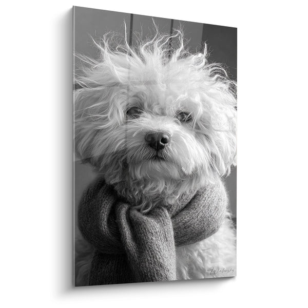 Cuadro de Bichón Frisé con Jersey de Punto Negro y Blanco - Retrato Conmovedor - Edición Bichón Frisé