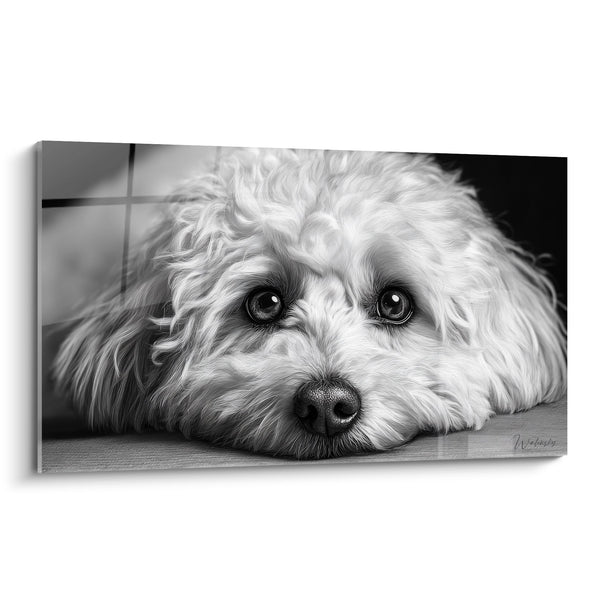 Cuadro Retrato Bichón Havanais Blanco y Negro - Mirada Tierna - Edición Bichón Havanais
