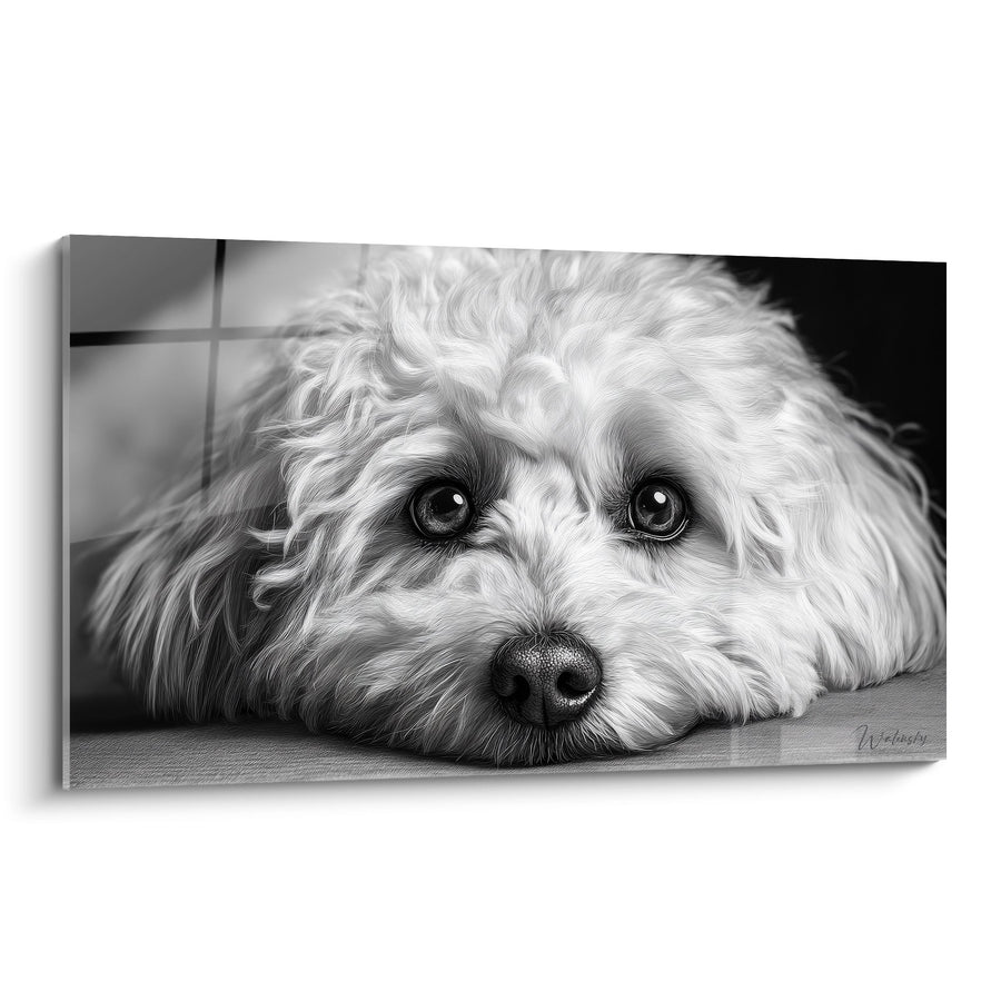 Tableau Portrait Bichon Havanais Noir et Blanc - Regard Attendrissant - Edition Bichon Havanais