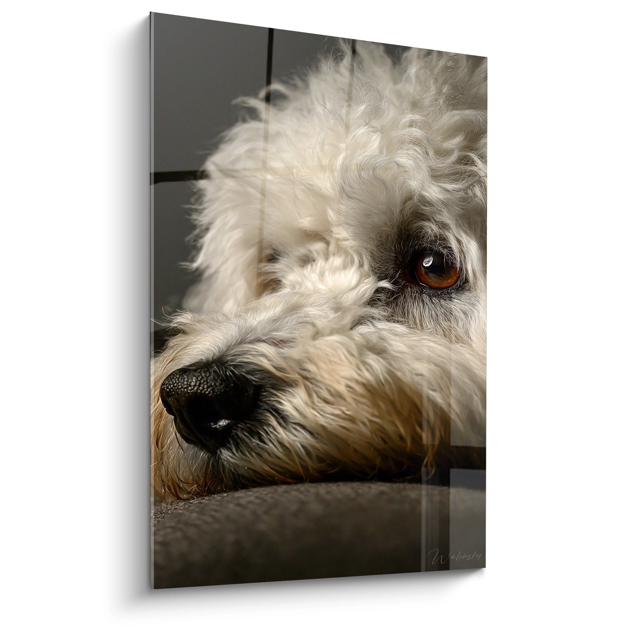 Portrait rapproché Bichon Havanais pelage blanc yeux ambrés sur fond gris tableau mural