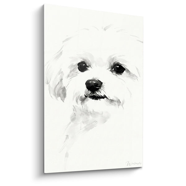 Cuadro Retrato de Bichón Maltés Acuarela Blanco y Negro - Mirada Tierna - Edición Bichón Maltés