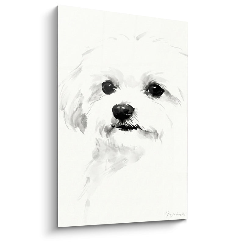 Quadro Ritratto Bichon Maltese Acquerello Bianco e Nero - Sguardo Tenero - Edizione Bichon Maltese