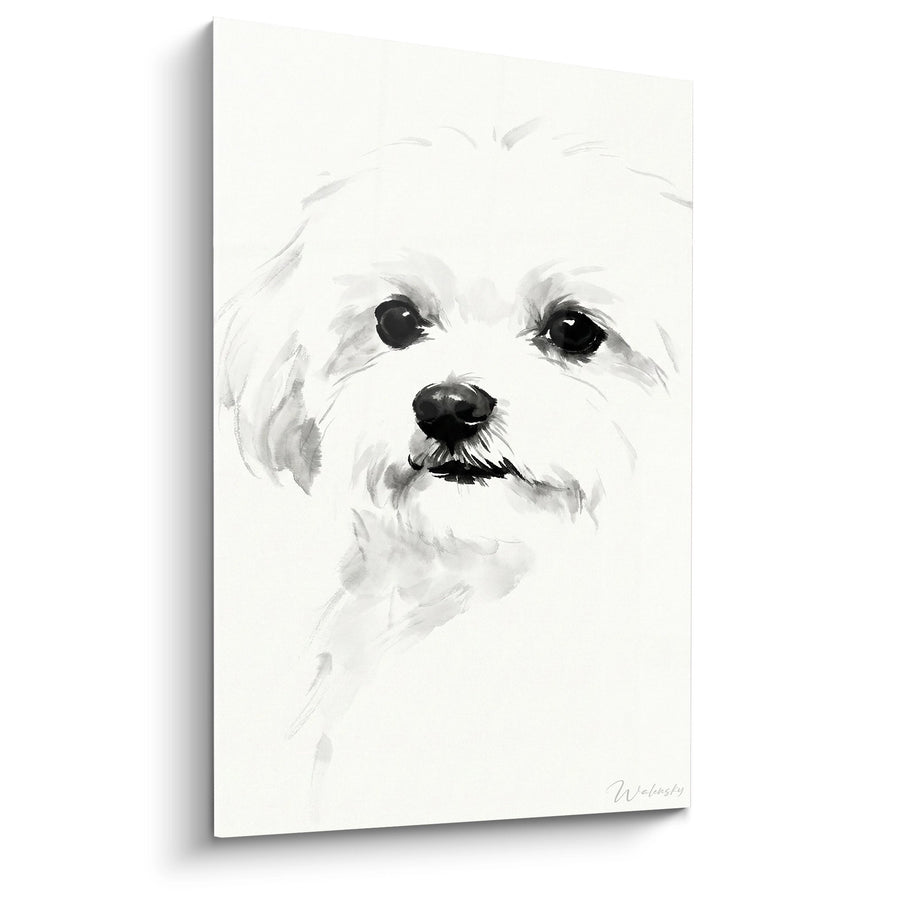 Tableau Portrait Bichon Maltais Aquarelle Noir et Blanc - Regard Tendre - Edition Bichon Maltais