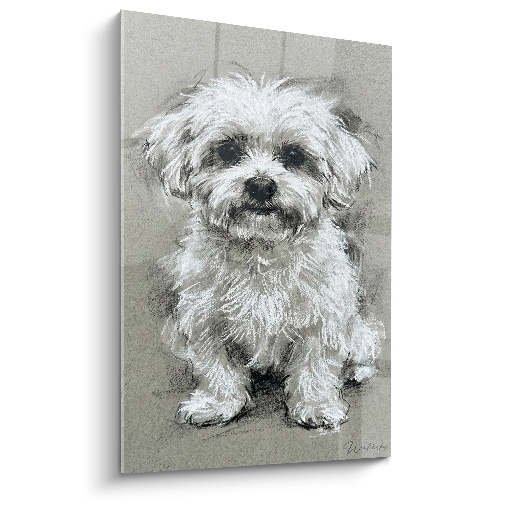 Portrait dessin fusain craie blanche bichon maltais pelage blanc fond beige papier teinte expression malicieuse regard petillant