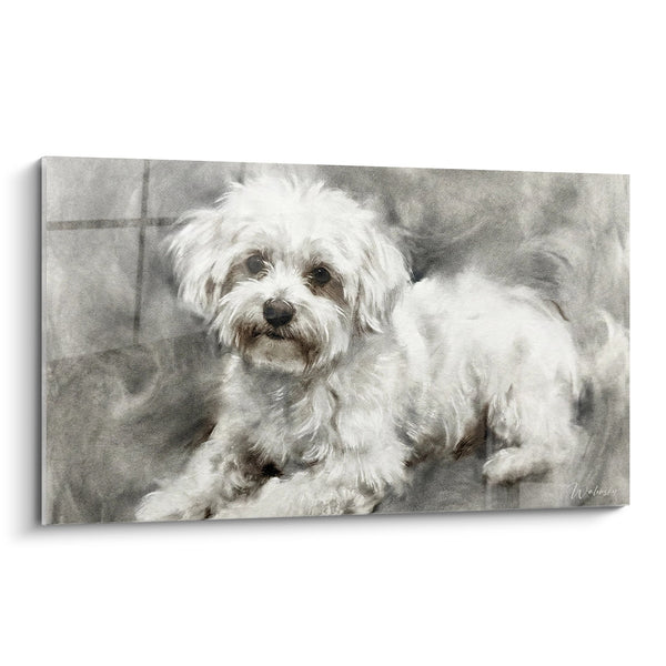 Cuadro Retrato de Bichón Maltés Sépia - Mirada Tierna - Edición Bichón Maltés