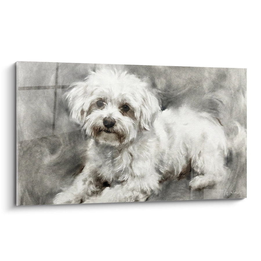 Tableau Portrait Bichon Maltais Sépia - Regard Tendre - Edition Bichon Maltais