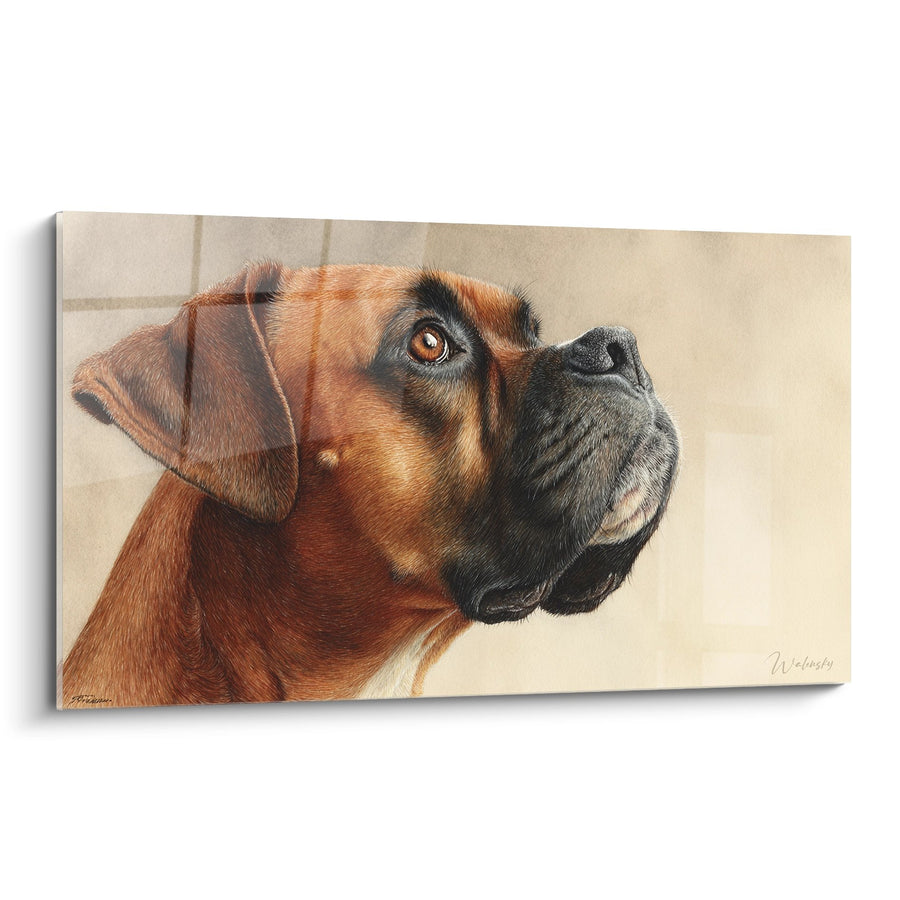 Tableau Portrait de Chien Fauve aux Yeux Ambrés Regardant vers le Haut - Regard Contemplatif - Edition Boxer