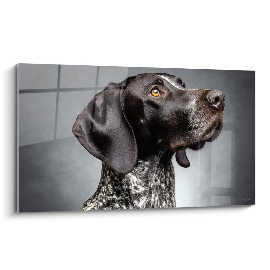 Tableau Portrait Chien Noir et Blanc au Regard Doré - Noblesse Canine - Edition Braque Allemand
