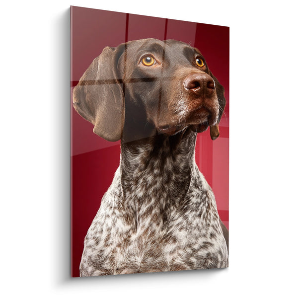 Cuadro Retrato de Perro con Ojos Ámbar sobre Fondo Rojo - Mirada Intensa - Edición Braco Alemán