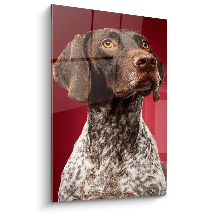 Tableau Portrait de Chien aux Yeux Ambrés sur Fond Rouge - Regard Intense - Edition Braque Allemand