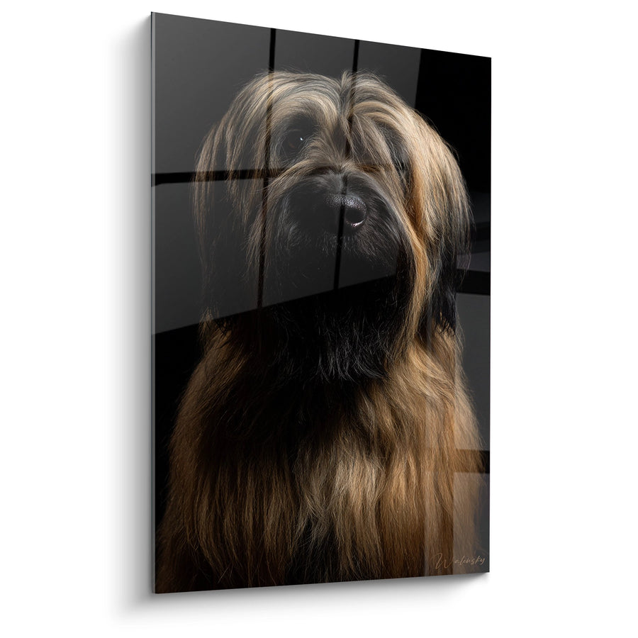 Gemälde Porträt Briard mit langen goldenen Haaren - Kanine Majestät - Edition Briard