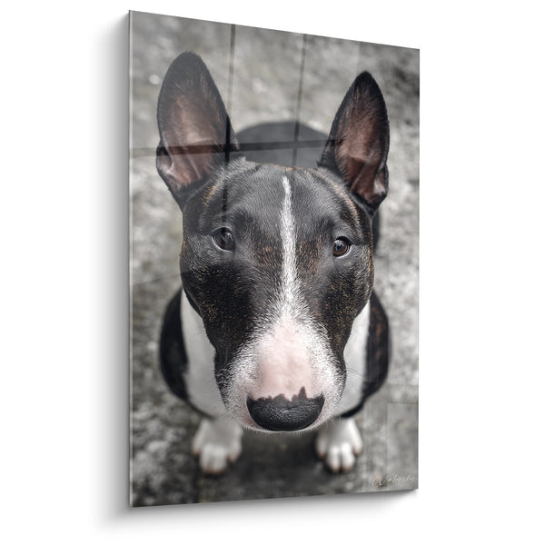 Cuadro Retrato de Bull Terrier Negro y Blanco con Ojos Oscuros - Mirada Intensa - Edición Bull Terrier