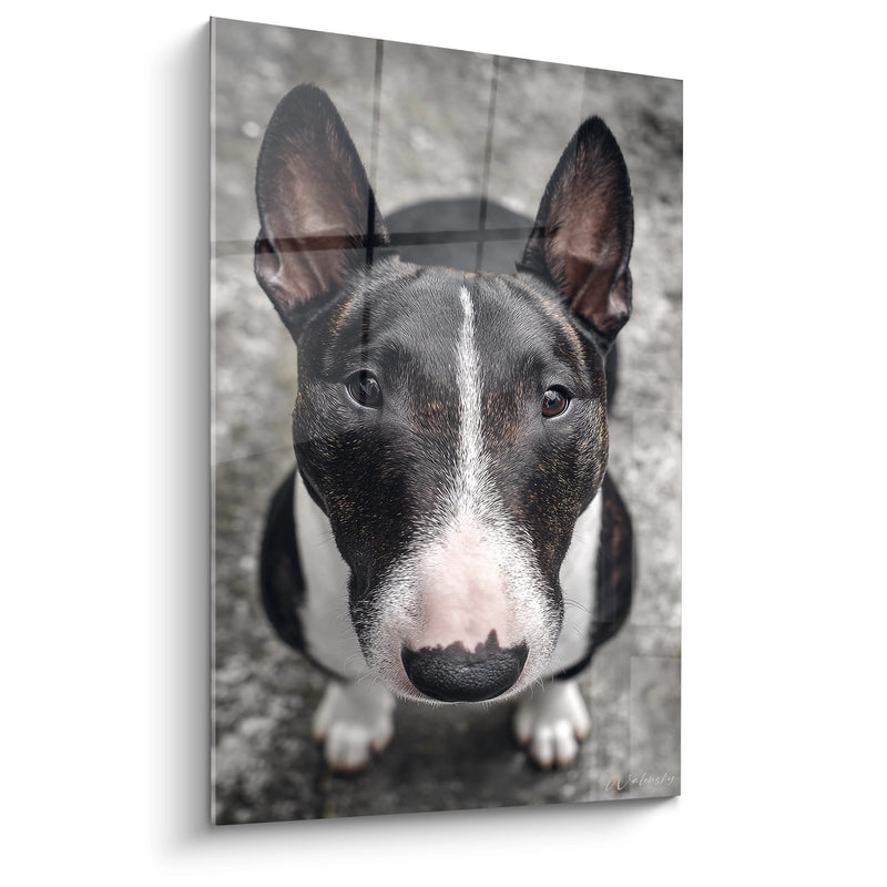 Gemälde Porträt Bull Terrier Schwarz-Weiß mit dunklem Blick - Intensiver Ausdruck - Bull Terrier Edition