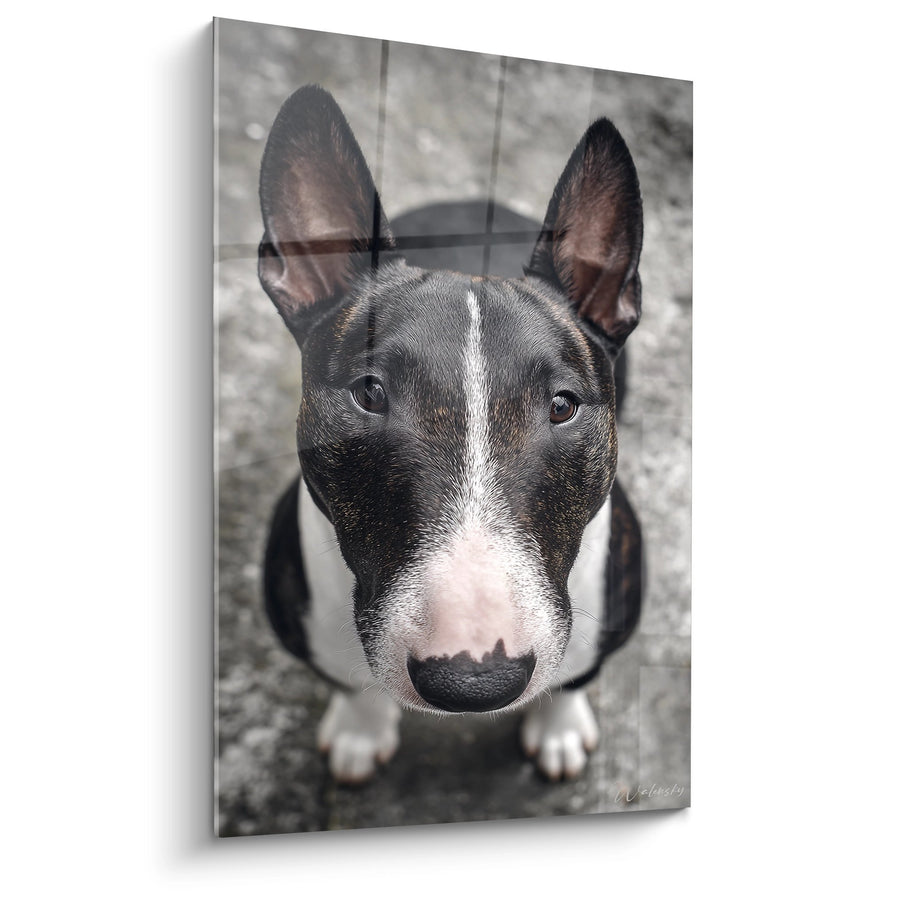 Tableau Portrait Bull Terrier Noir et Blanc aux Yeux Sombres - Regard Intense - Edition Bull Terrier