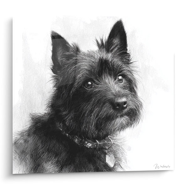 Cuadro Retrato de Perro a Lápiz con Collar - Mirada Tierna - Edición Terrier de Cairn