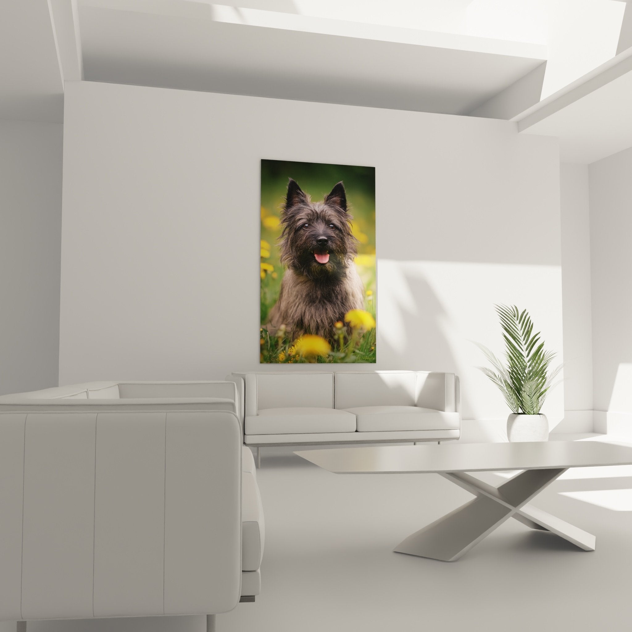 Gros plan portrait Cairn Terrier gris yeux brillants langue rose fleurs jaunes nature