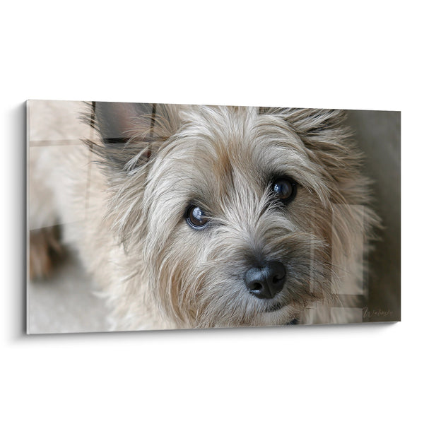 Cuadro Retrato de Cairn Terrier de Ojos Azules - Mirada Tierna - Edición Cairn Terrier
