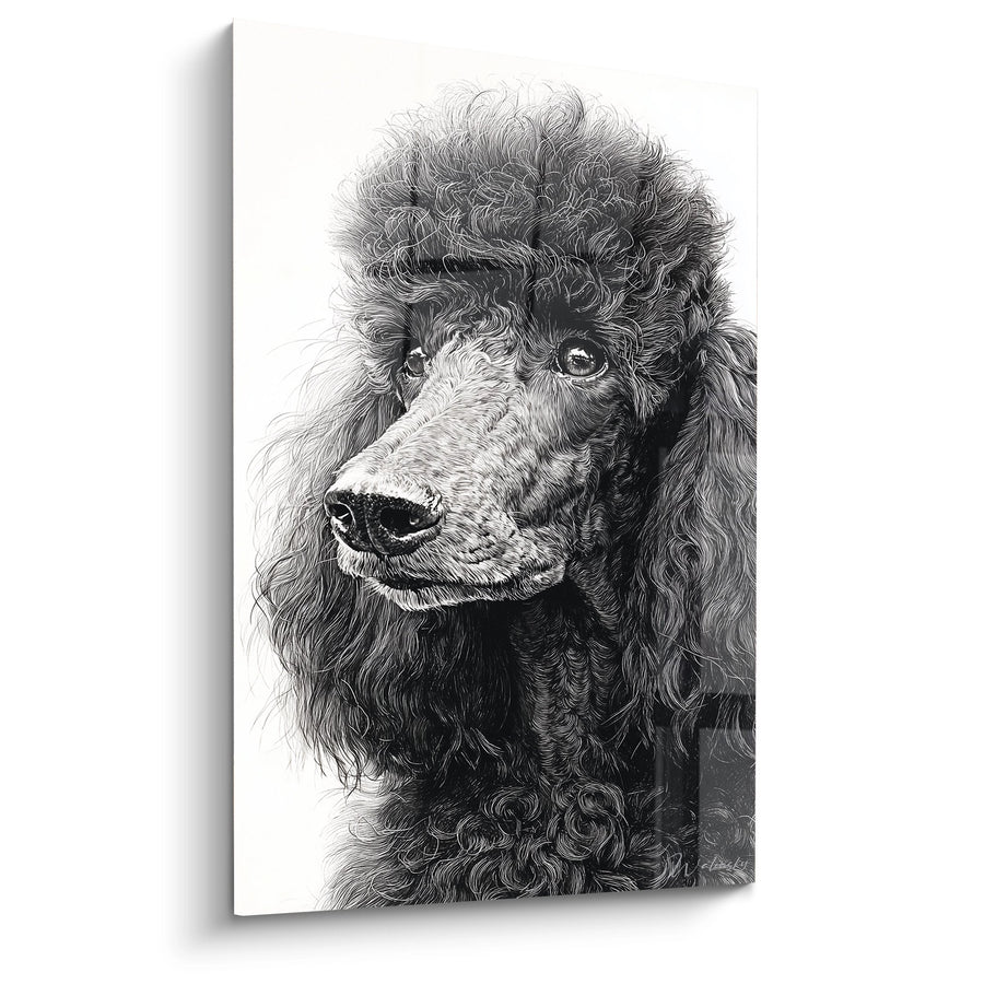 Black and White Curly Poodle Portrait Wall Art - Tender Gaze - Poodle Edition