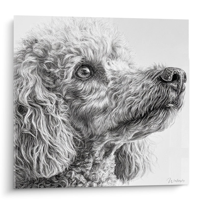 Tableau Portrait Caniche aux Boucles Majestueuses - Regard Contemplatif - Edition Caniche