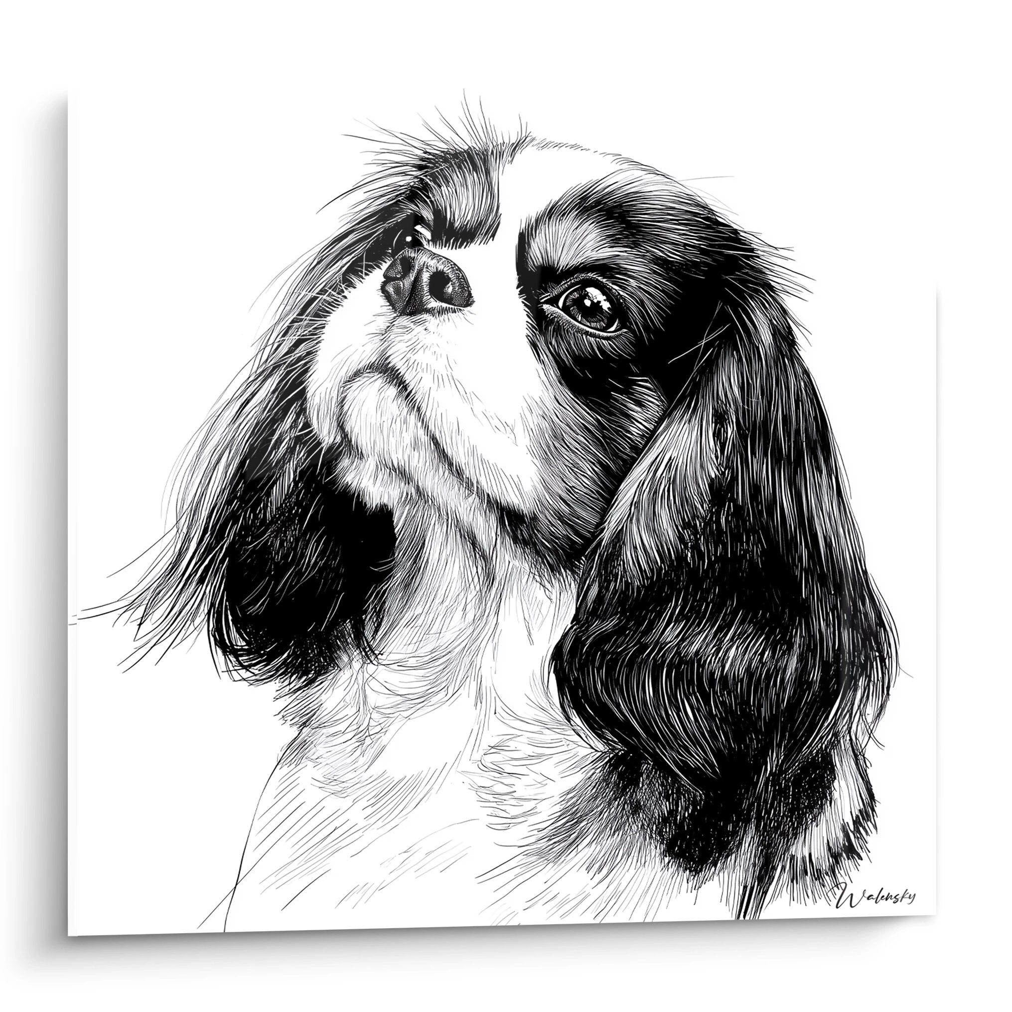 Portrait noir et blanc de Cavalier King Charles au regard tendre levé vers le haut, dessin artistique au trait fin