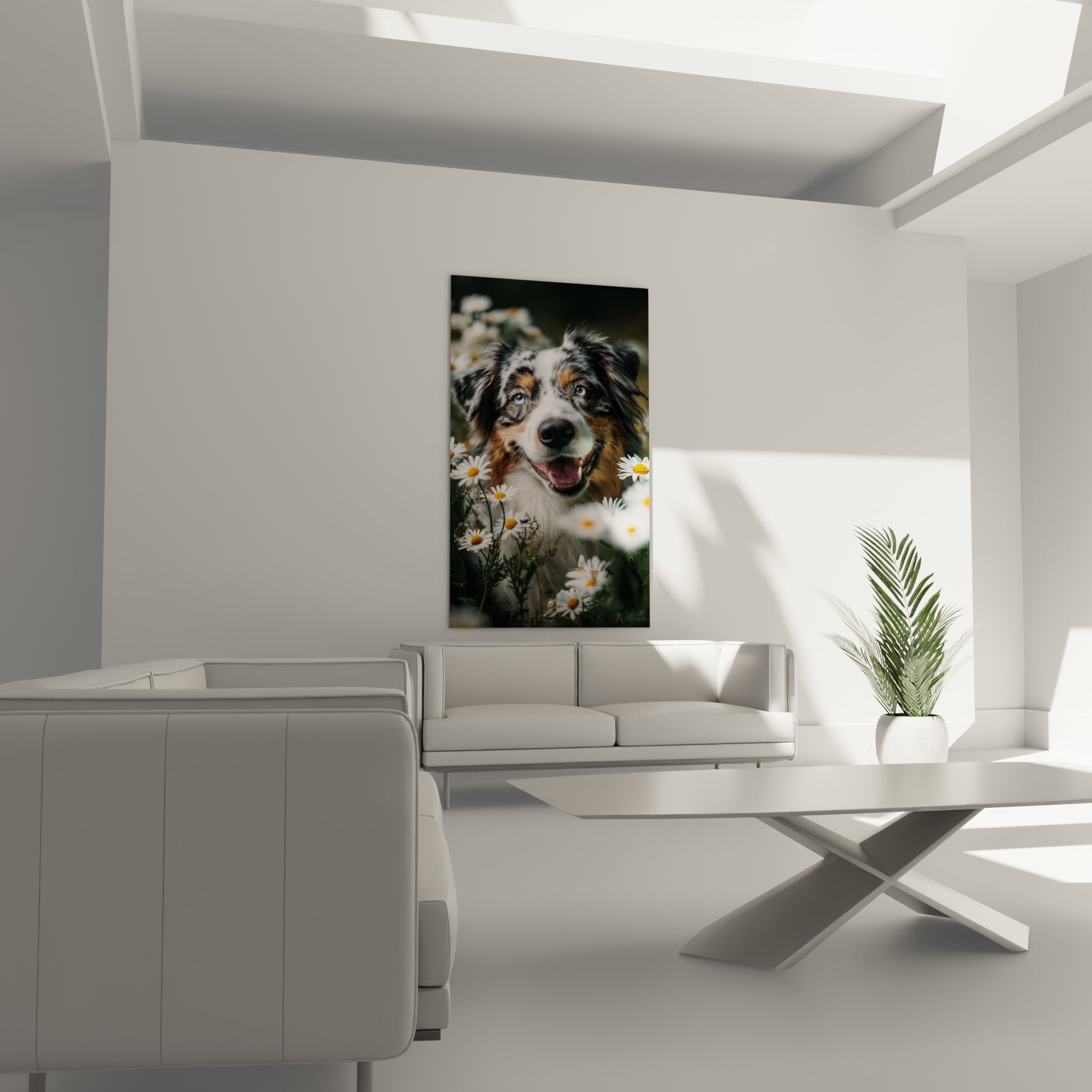 Nahaufnahme Porträt Australischer Schäferhund mit durchdringend blauen Augen, dreifarbiges Fell, fröhlicher Ausdruck, künstlerische Details