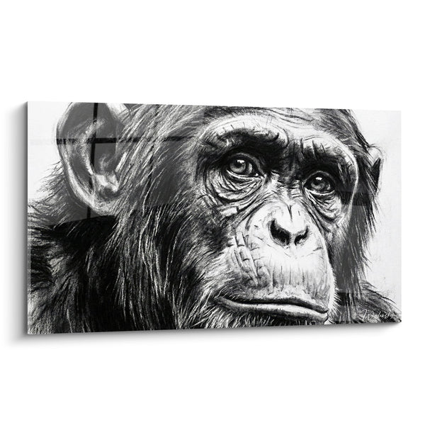 Cuadro Retrato de Chimpancé Blanco y Negro Mirada Intensa - Emoción Bruta - Edición Chimpancé