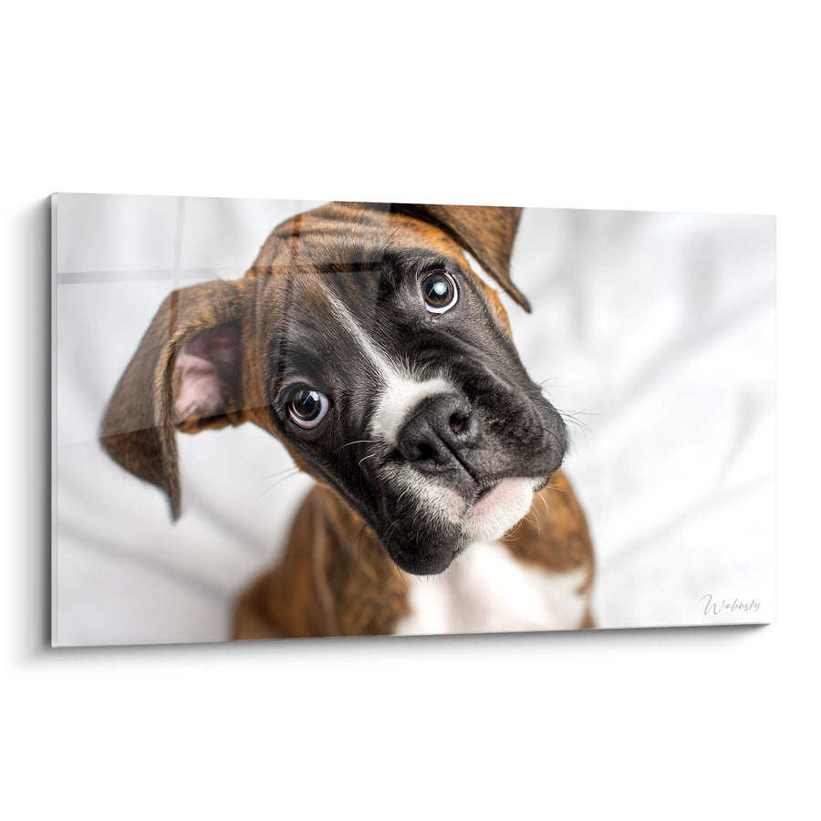 Tableau Chiot Boxer au Regard Tendre et aux Yeux Expressifs - Portrait Émouvant - Edition Boxer