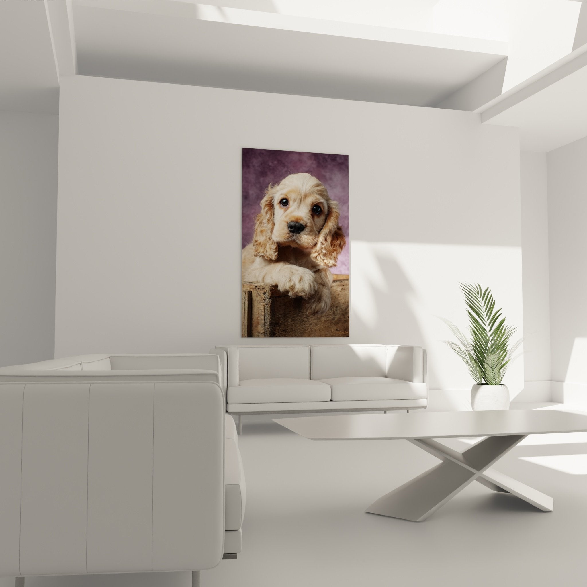 Gros plan portrait chiot Cocker Americain pelage bouclé doré yeux bleus expression touchante détails