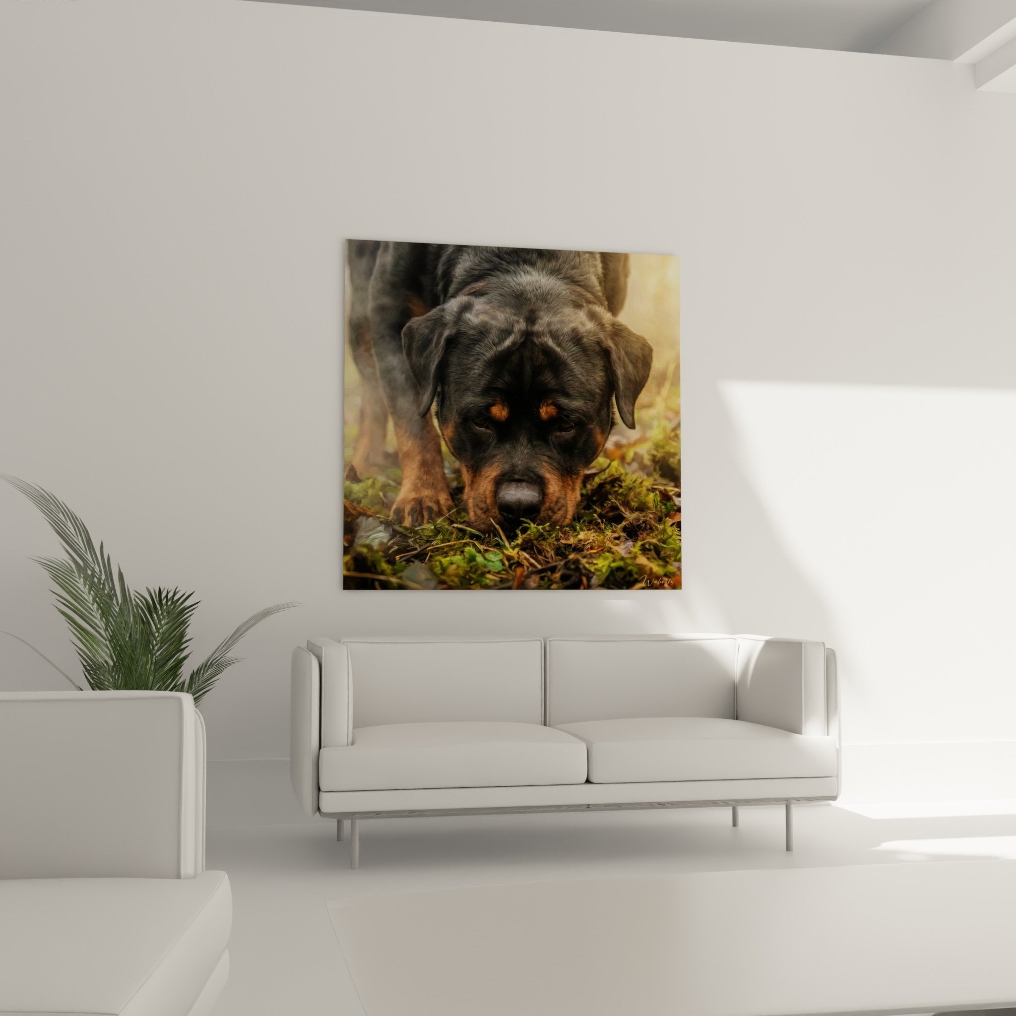 Gros plan portrait chiot Rottweiler regard curieux pelage tricolore noir fauve yeux dorés
