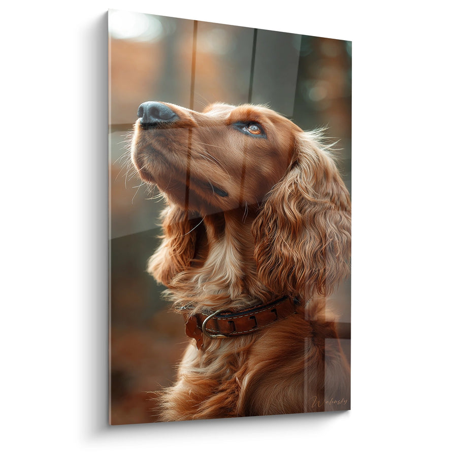 Obraz psa z niebieskimi oczami wznoszącym wzrok ku niebu - Psia czułość - Edycja Cocker Spaniel American