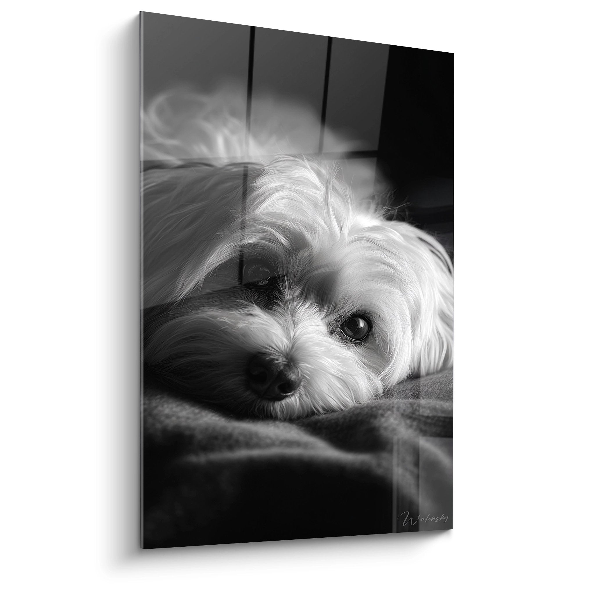 Portrait noir et blanc d'un Coton de Tulear au regard tendre, couche sur coussin dans style photographique artistique