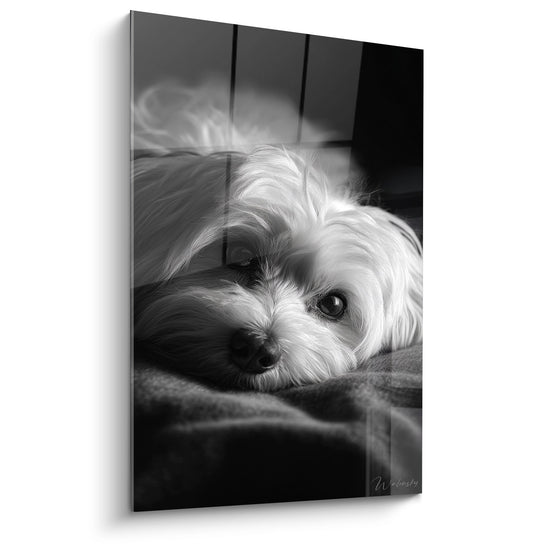Ritratto in bianco e nero di un Coton de Tuléar dallo sguardo dolce, disteso su un cuscino in stile fotografico artistico