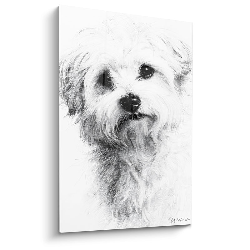 Quadro Ritratto di Cane dal Mantello Bianco e Setoso - Sguardo Tenero - Edizione Cotone di Tulear