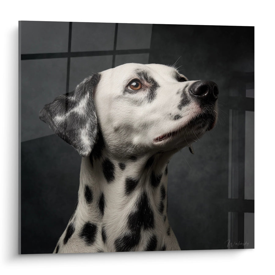 Tableau Portrait de Chien Dalmatien Regardant vers le Haut - Regard Contemplatif - Edition Dalmatien