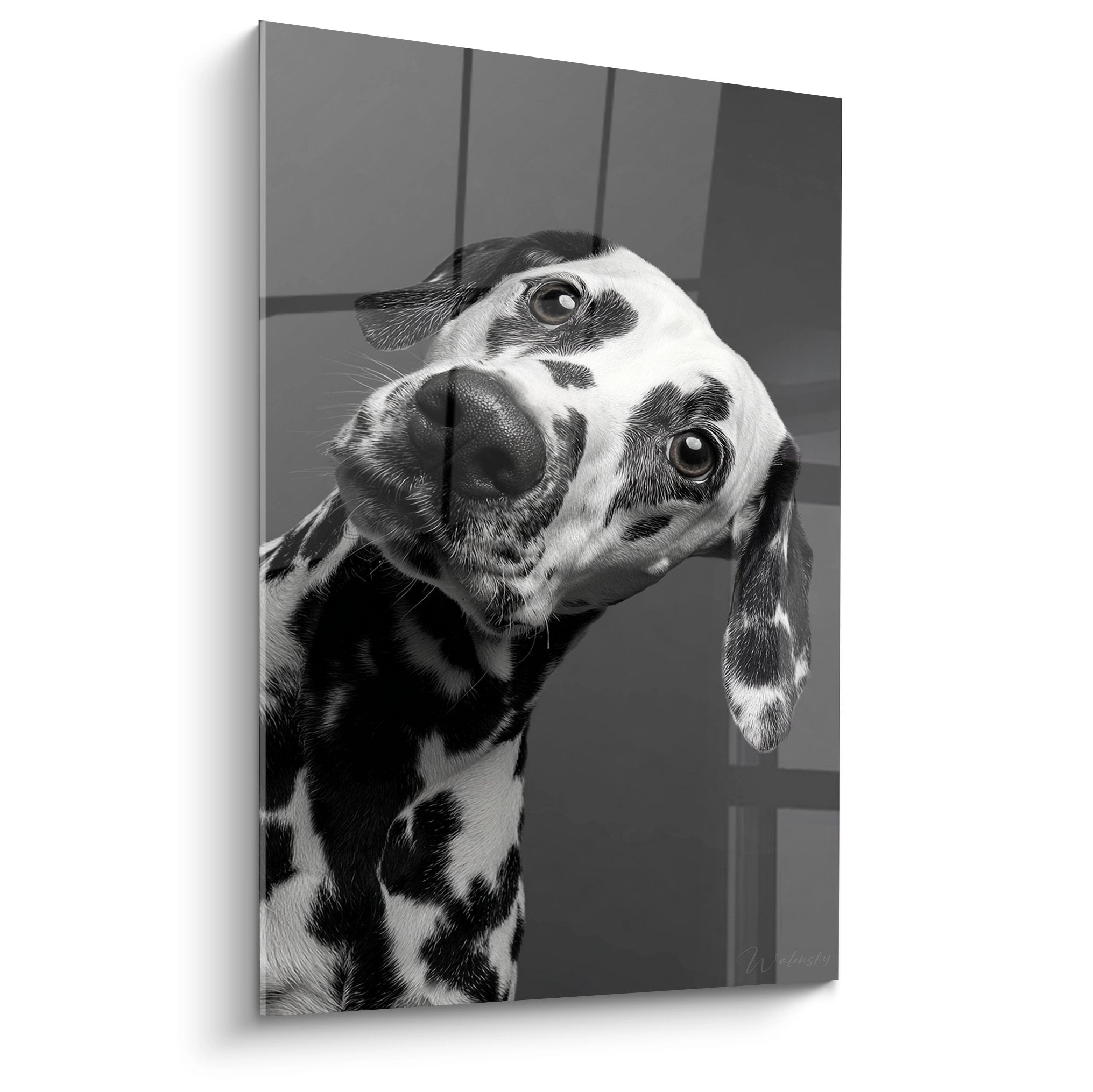 Porträt Dalmatiner schwarz weiß geneigter Kopf zartes Aussehen sanfter Ausdruck Hund