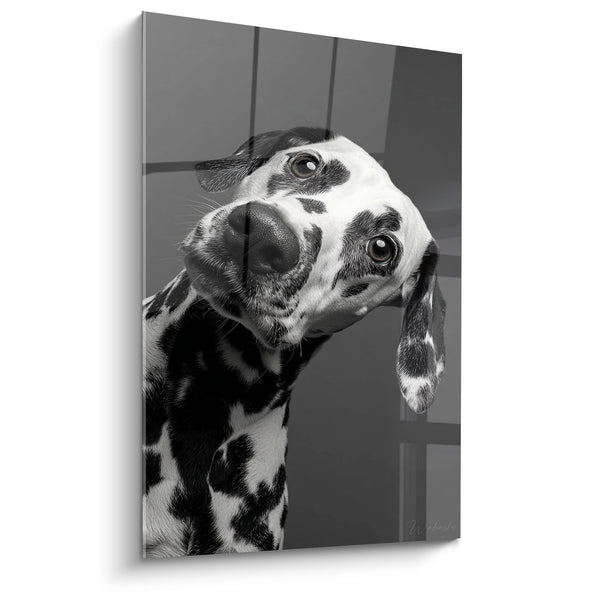 Cuadro de Perro Dálmata Retrato Blanco y Negro Cabeza Inclinada - Mirada Tierna - Edición Dálmata