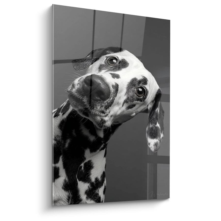Tableau Chien Dalmatien Portrait Noir et Blanc Tête Penchée - Regard Tendre - Edition Dalmatien
