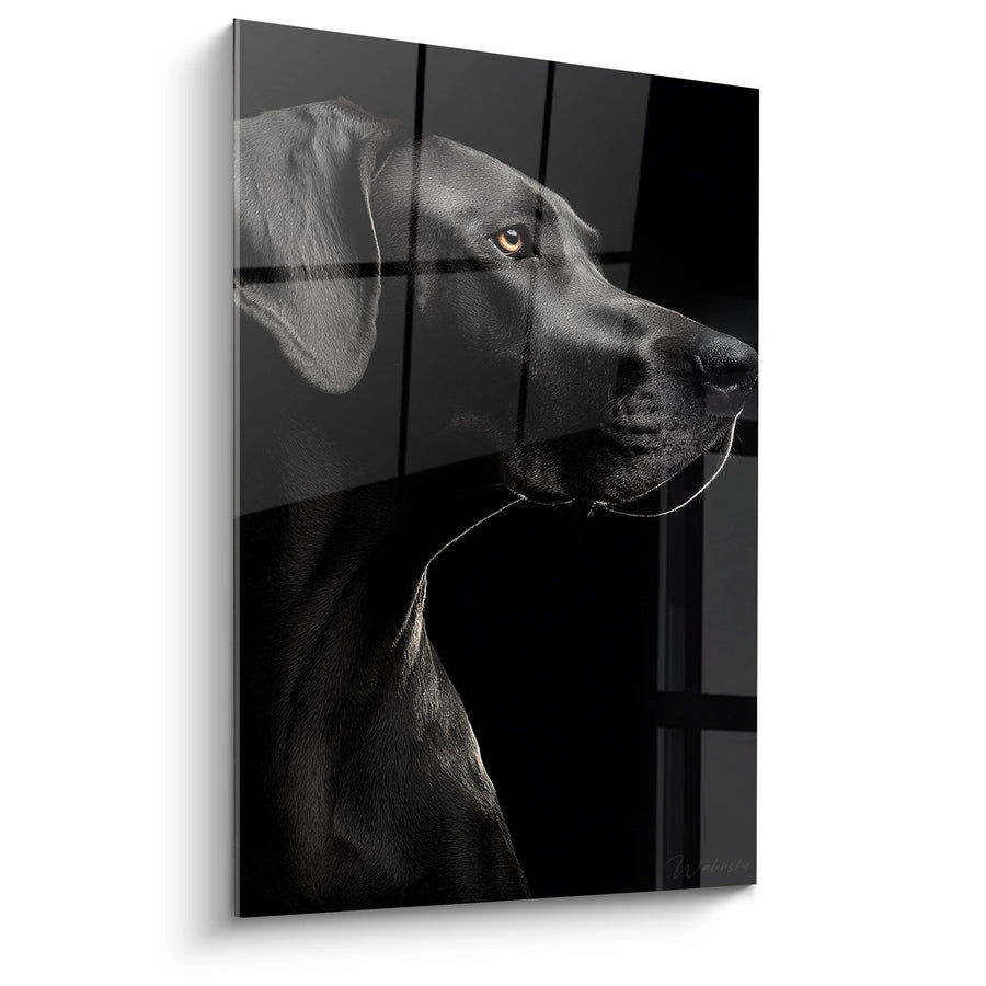 Tableau Portrait de Dogue Allemand Noir et Blanc aux Yeux Dorés - Regard Intense - Edition Dogue Allemand