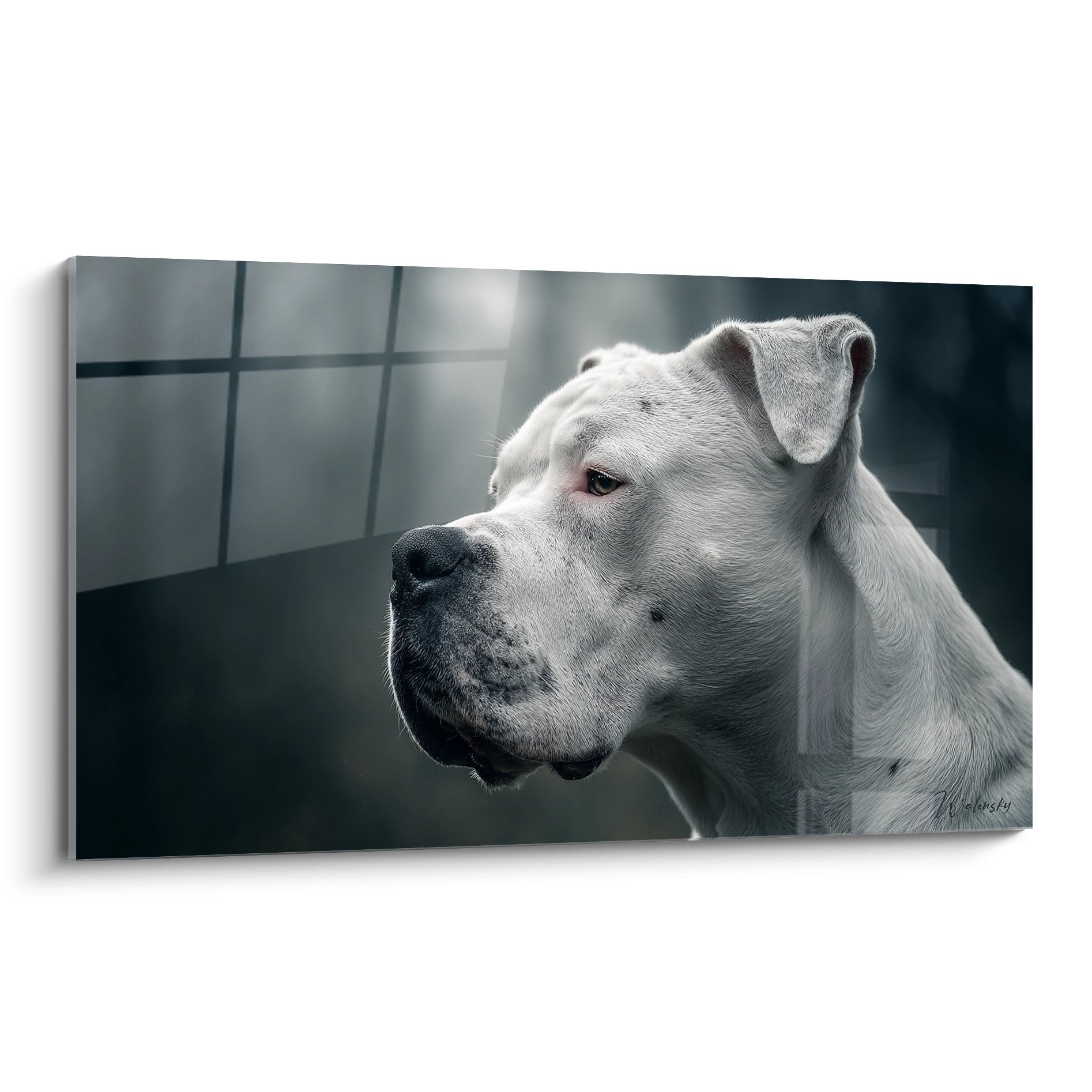 Portrait artistique de Dogue Argentin blanc aux tons gris, regard contemplatif vers la lumiere