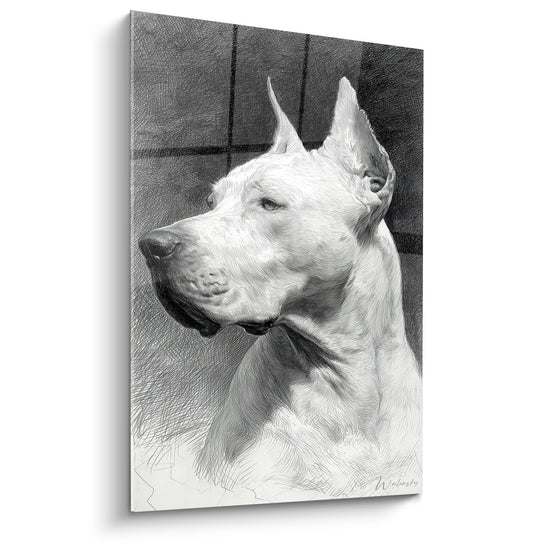 Artistic portrait white Argentine dogo graphite pencil technique noble gaze pointed ears black collar