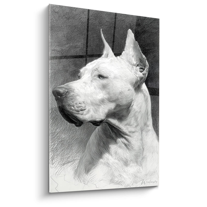 Tableau Portrait de Chien Blanc aux Oreilles Dressées - Regard Noble - Edition Dogue Argentin