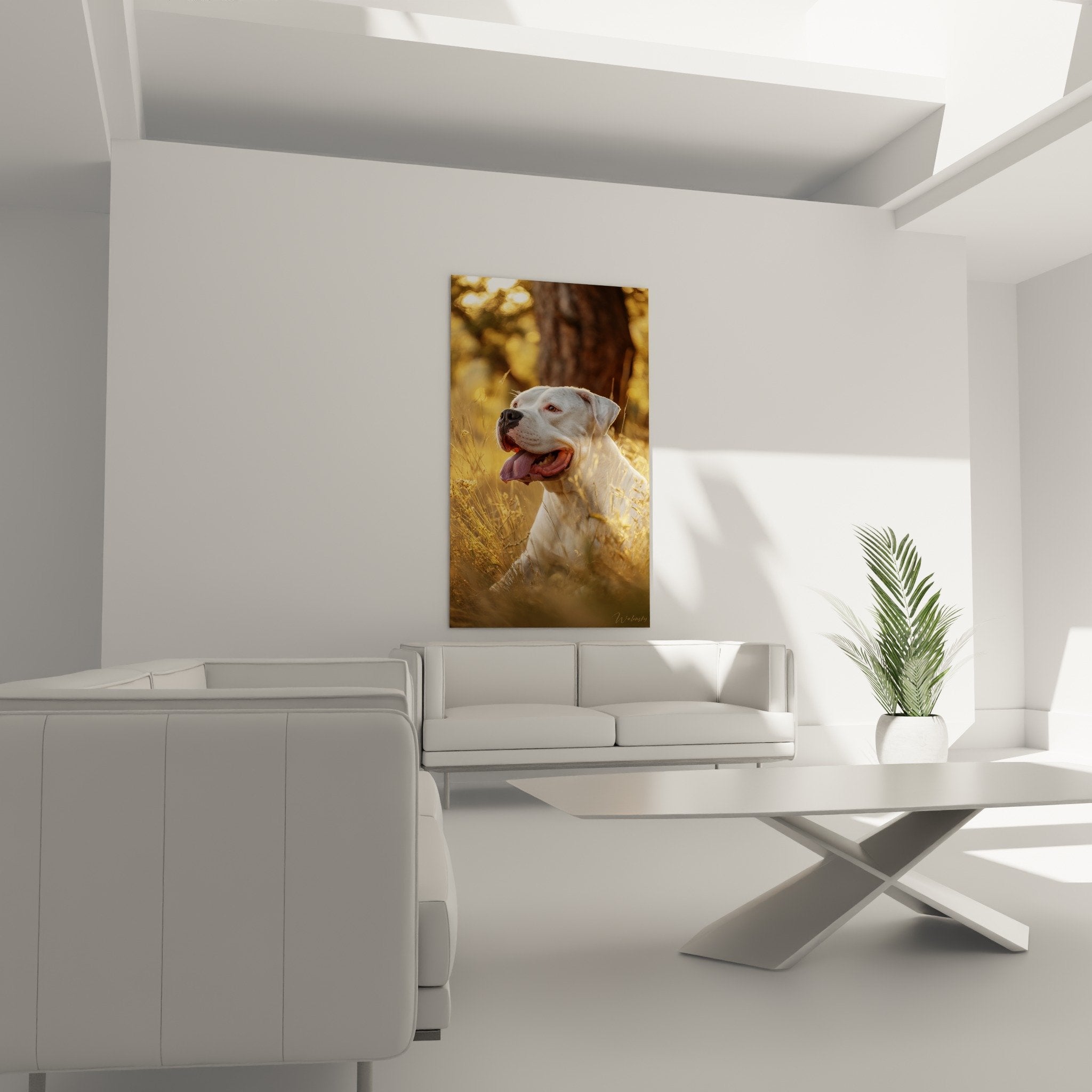 Detail portrait Dogue Argentin blanc pelage immacule lumiere doree contre-jour